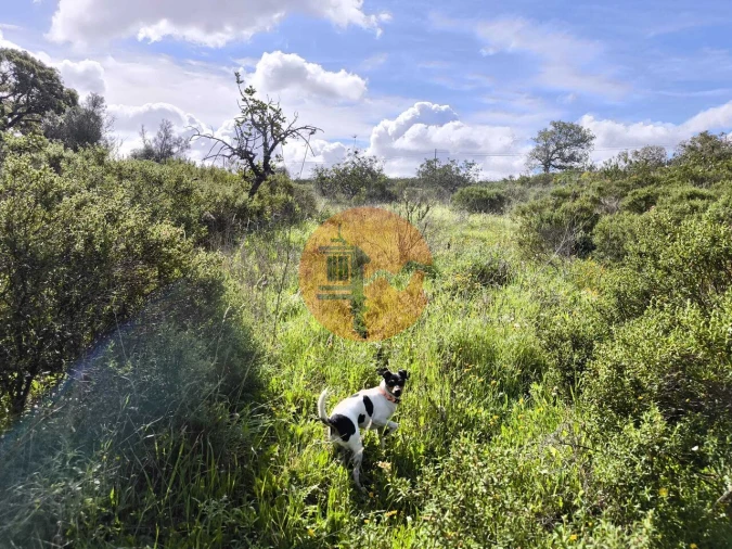 Terreno para Venda em Azinhal Foto 26