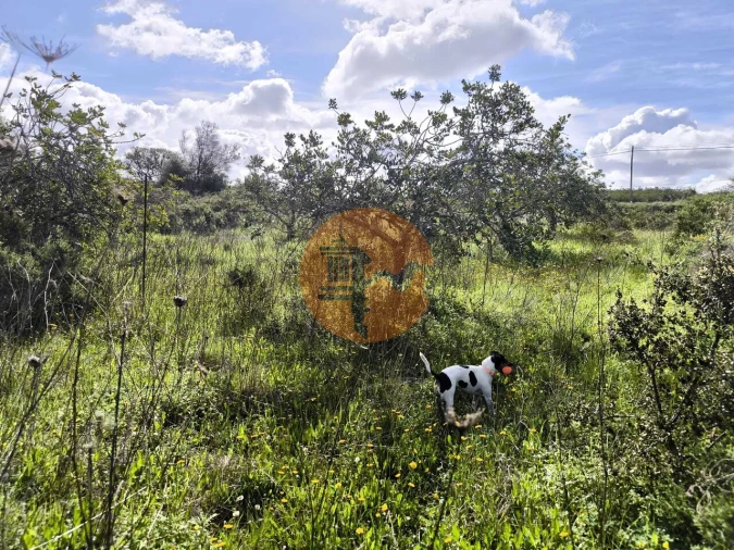 Terreno para Venda em Azinhal Foto 27