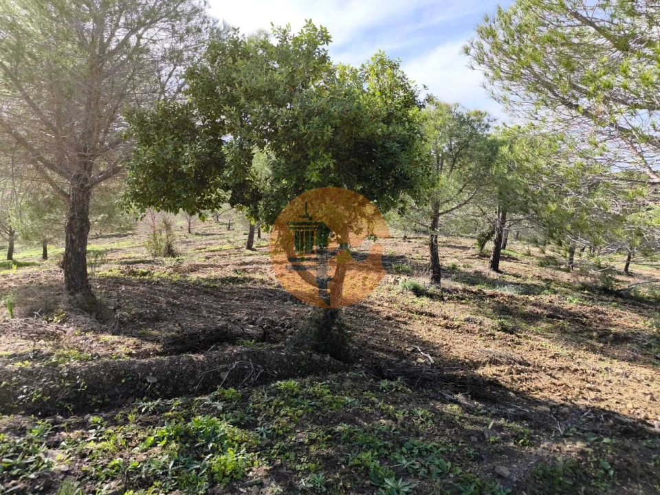 Terreno para Venda em Odeleite Foto 16