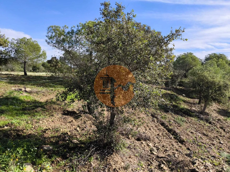 Terreno para Venda em Odeleite Foto 19