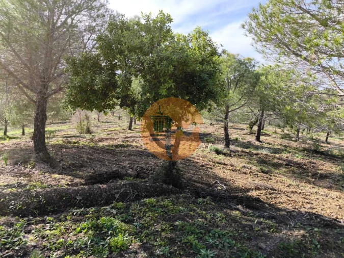 Terreno para Venda em Odeleite Foto 16