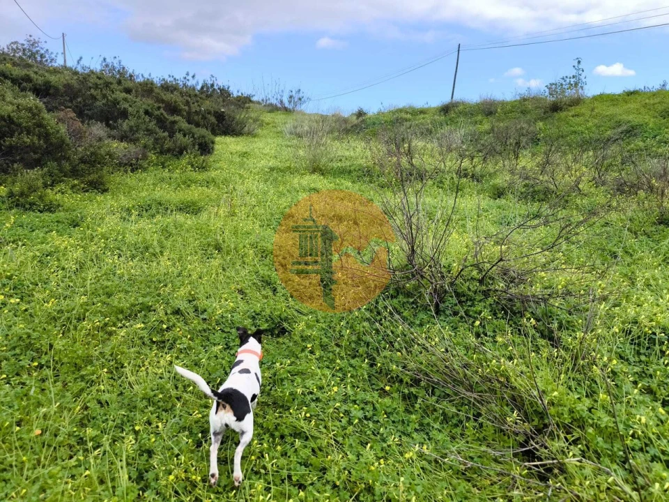 Terreno para Venda em Azinhal Foto 8