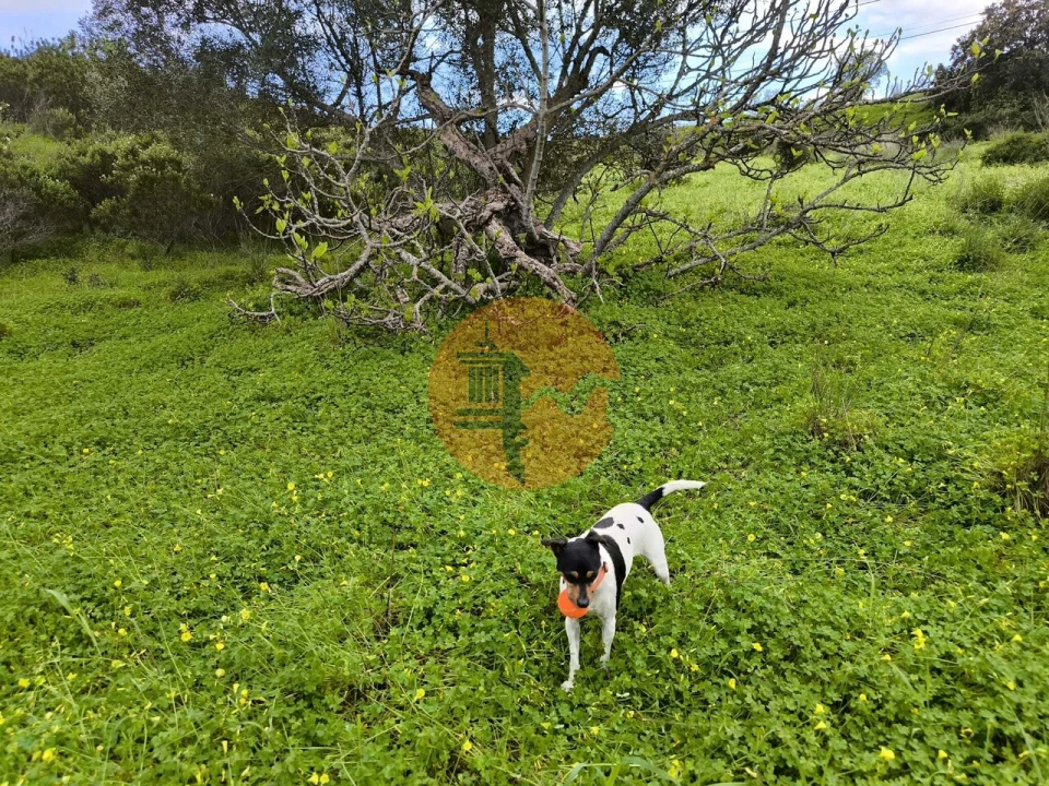 Terreno para Venda em Azinhal Foto 16