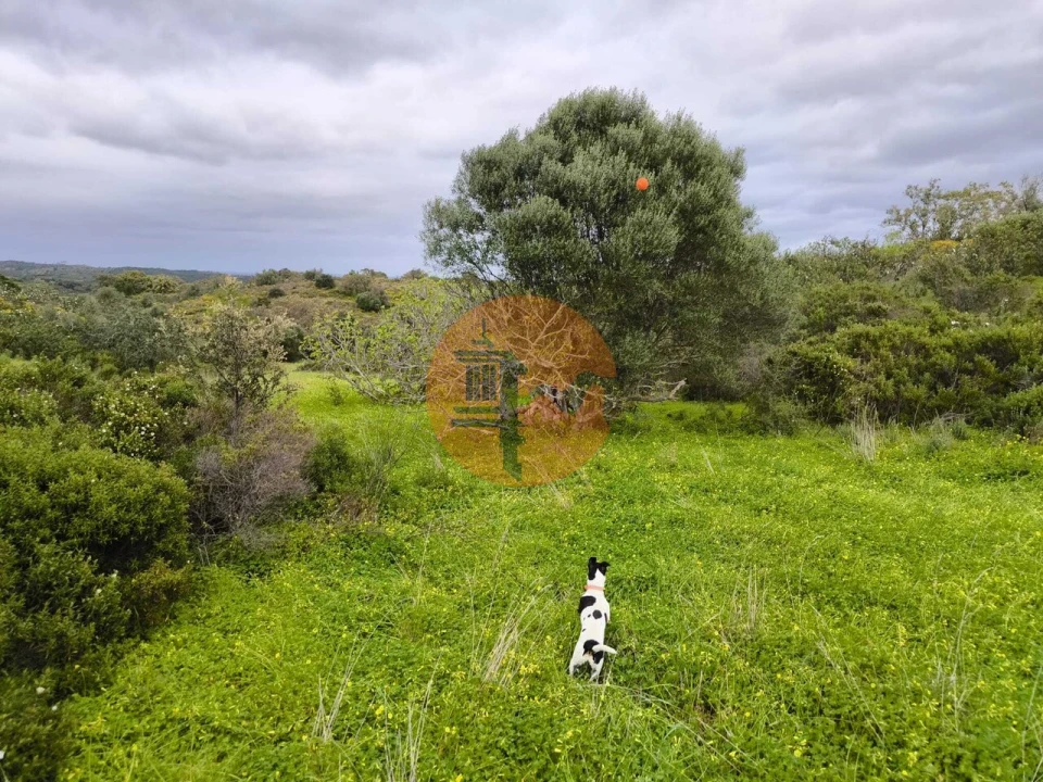 Terreno para Venda em Azinhal Foto 17