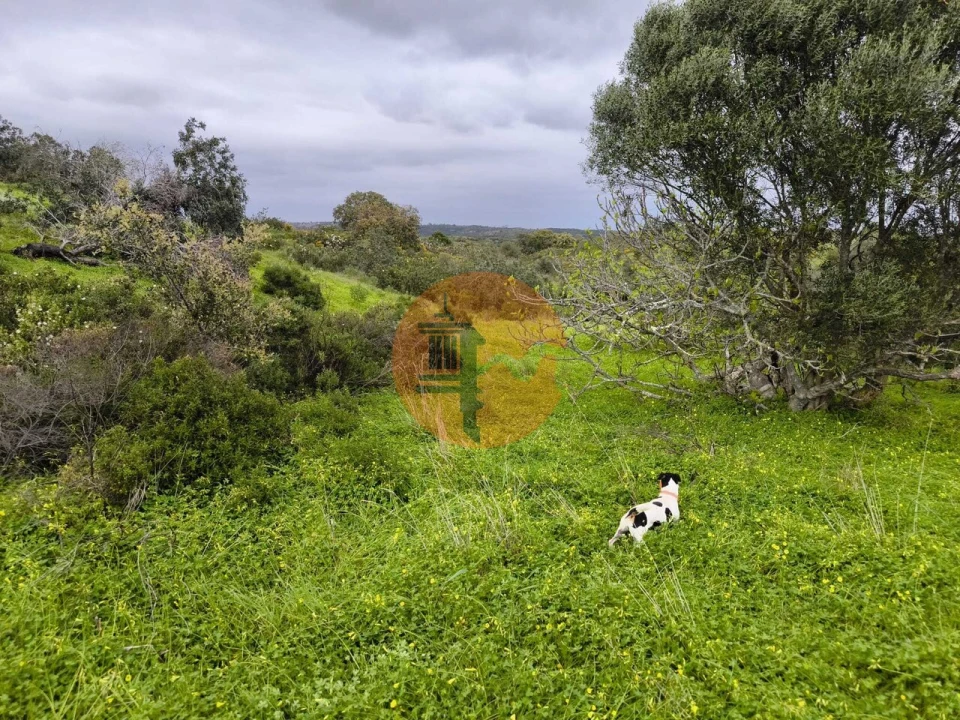 Terreno para Venda em Azinhal Foto 1