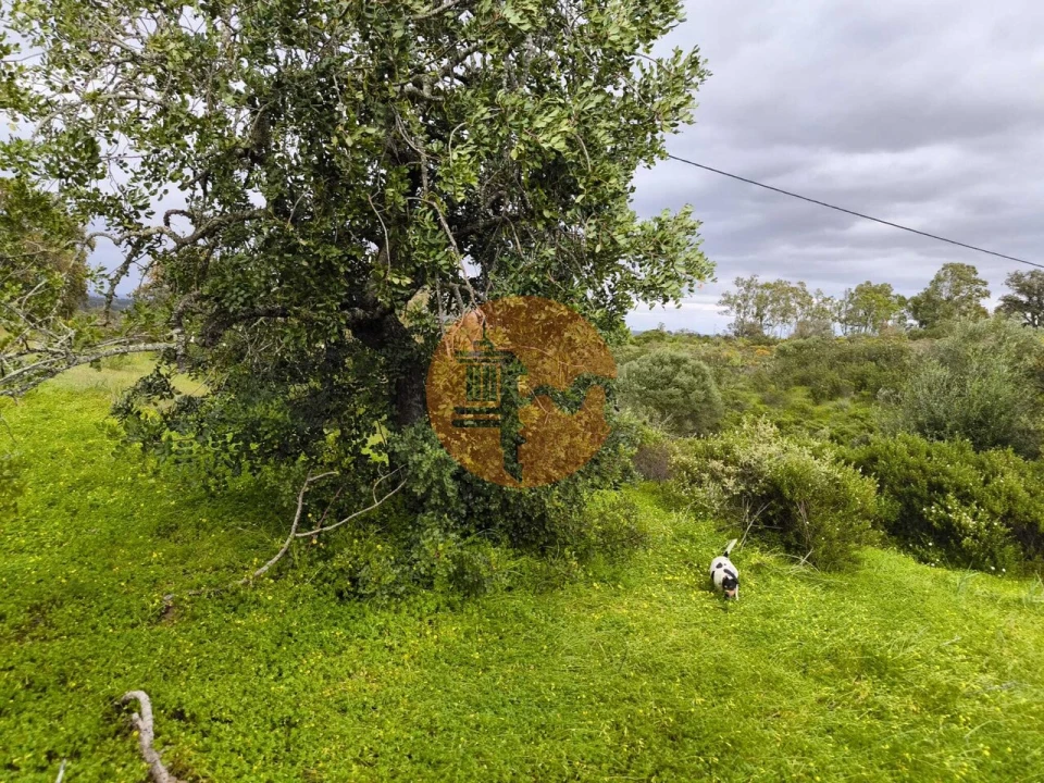 Terreno para Venda em Azinhal Foto 3