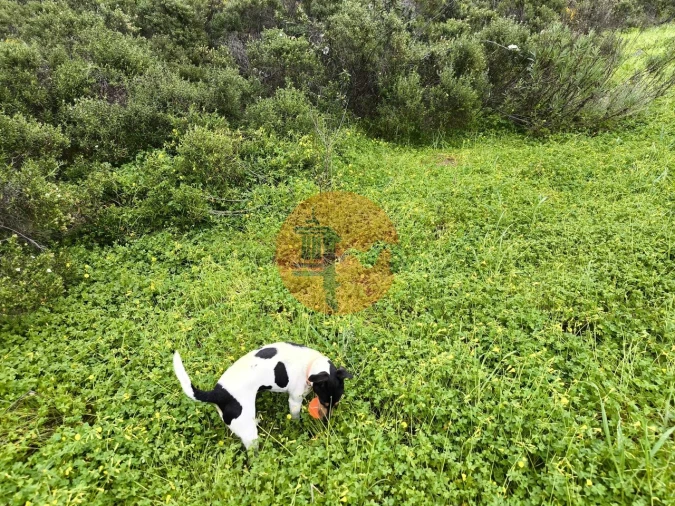 Terreno para Venda em Azinhal Foto 7