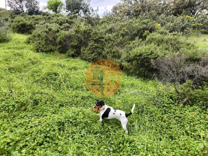 Terreno para Venda em Azinhal Foto 11