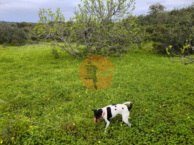 Terreno para Venda em Azinhal Foto 15