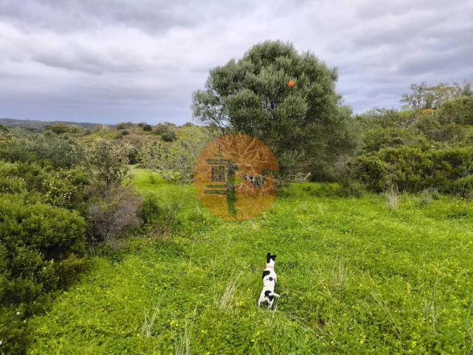 Terreno para Venda em Azinhal Foto 17