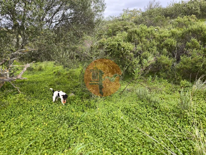 Terreno para Venda em Azinhal Foto 18