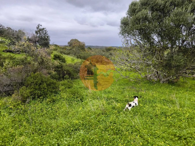 Terreno para Venda em Azinhal Foto 1