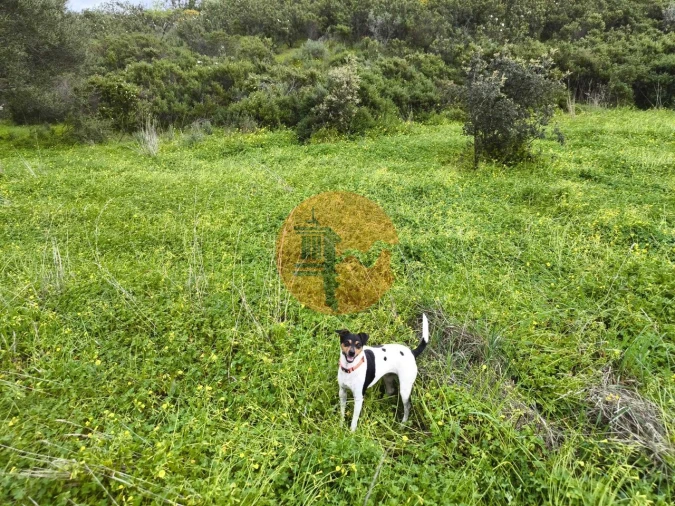 Terreno para Venda em Azinhal Foto 19