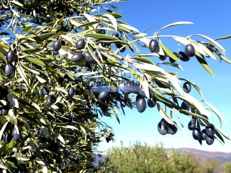 Terreno Agricola ou Rústico para Venda em Escalhão Foto 3