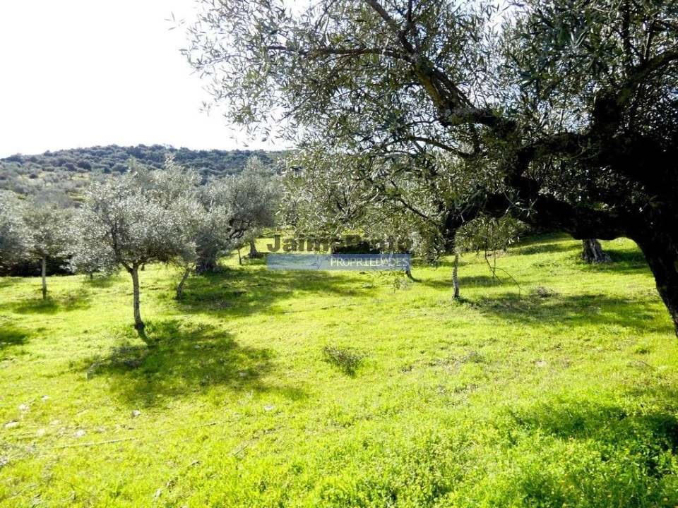 Terreno Agricola ou Rústico para Venda em Escalhão Foto 6