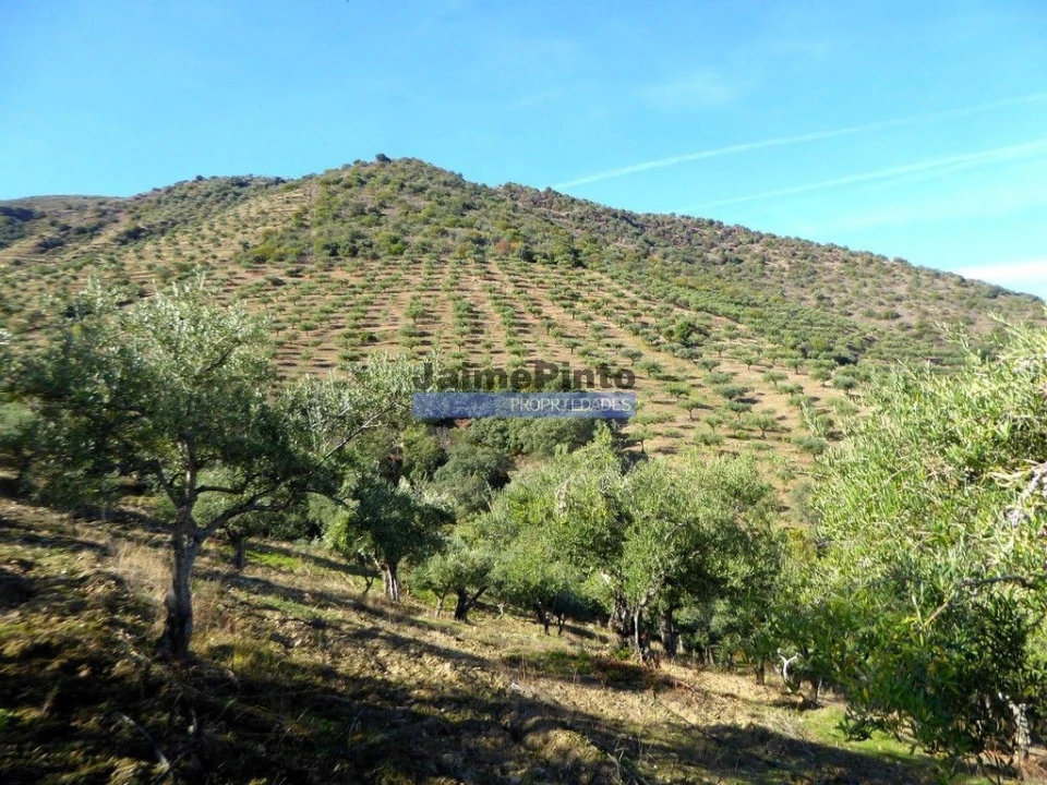 Terreno Agricola ou Rústico para Venda em Escalhão Foto 7