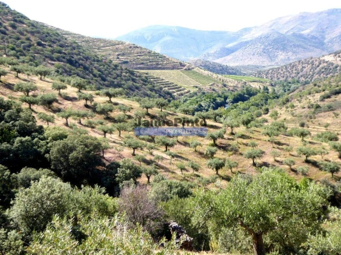 Terreno Agricola ou Rústico para Venda em Escalhão Foto 2