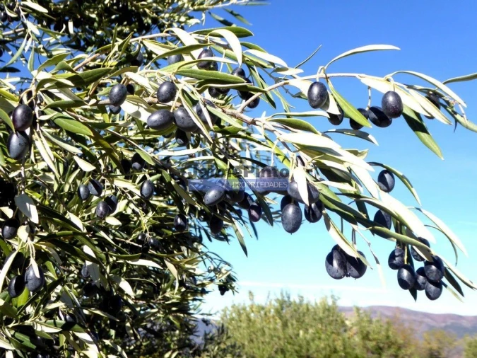 Terreno Agricola ou Rústico para Venda em Escalhão Foto 3