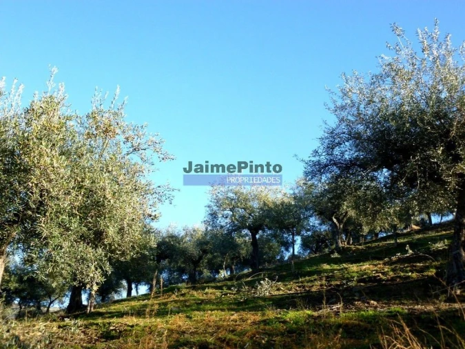 Terreno Agricola ou Rústico para Venda em Escalhão Foto 5