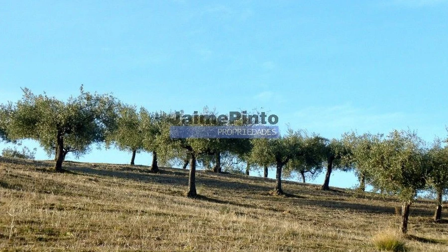 Terreno Agricola ou Rústico para Venda em Escalhão