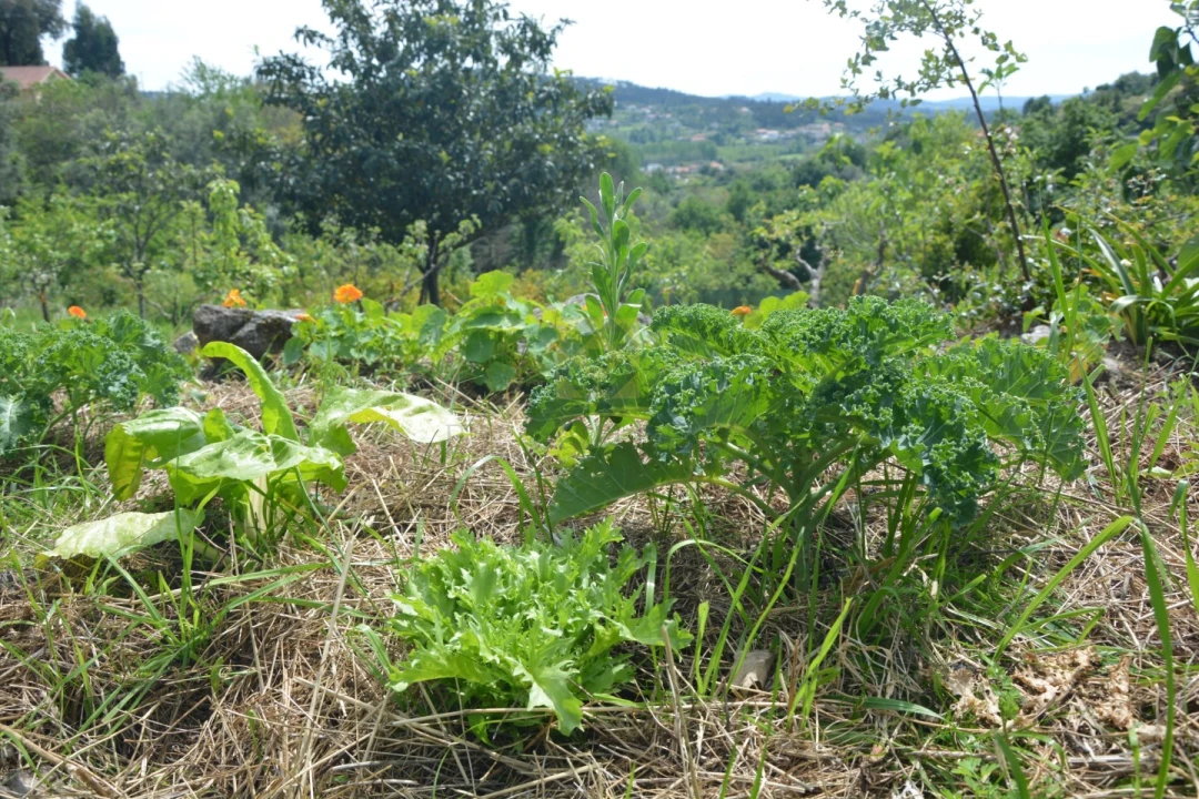 Quinta T3 para Venda em Ribeira do Neiva Foto 30
