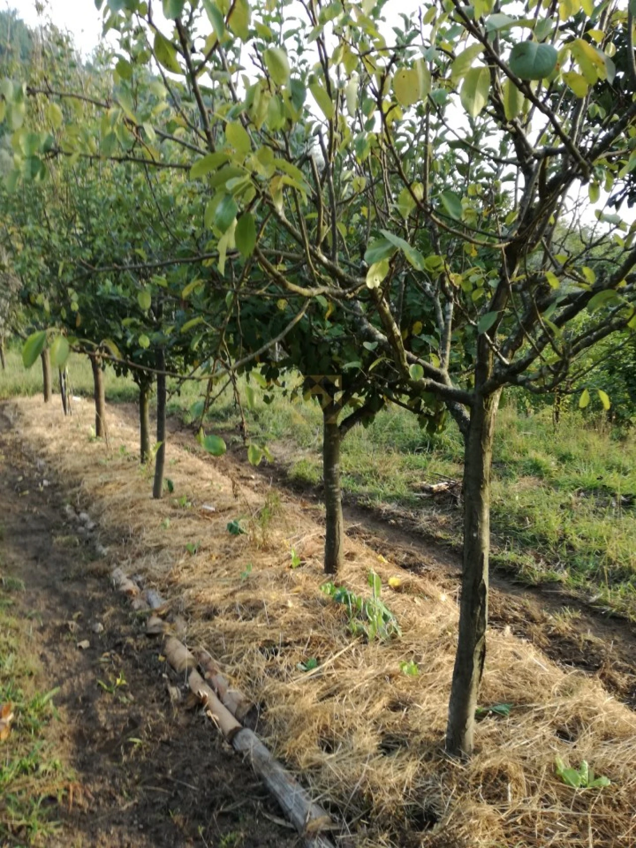Quinta T3 para Venda em Ribeira do Neiva Foto 35