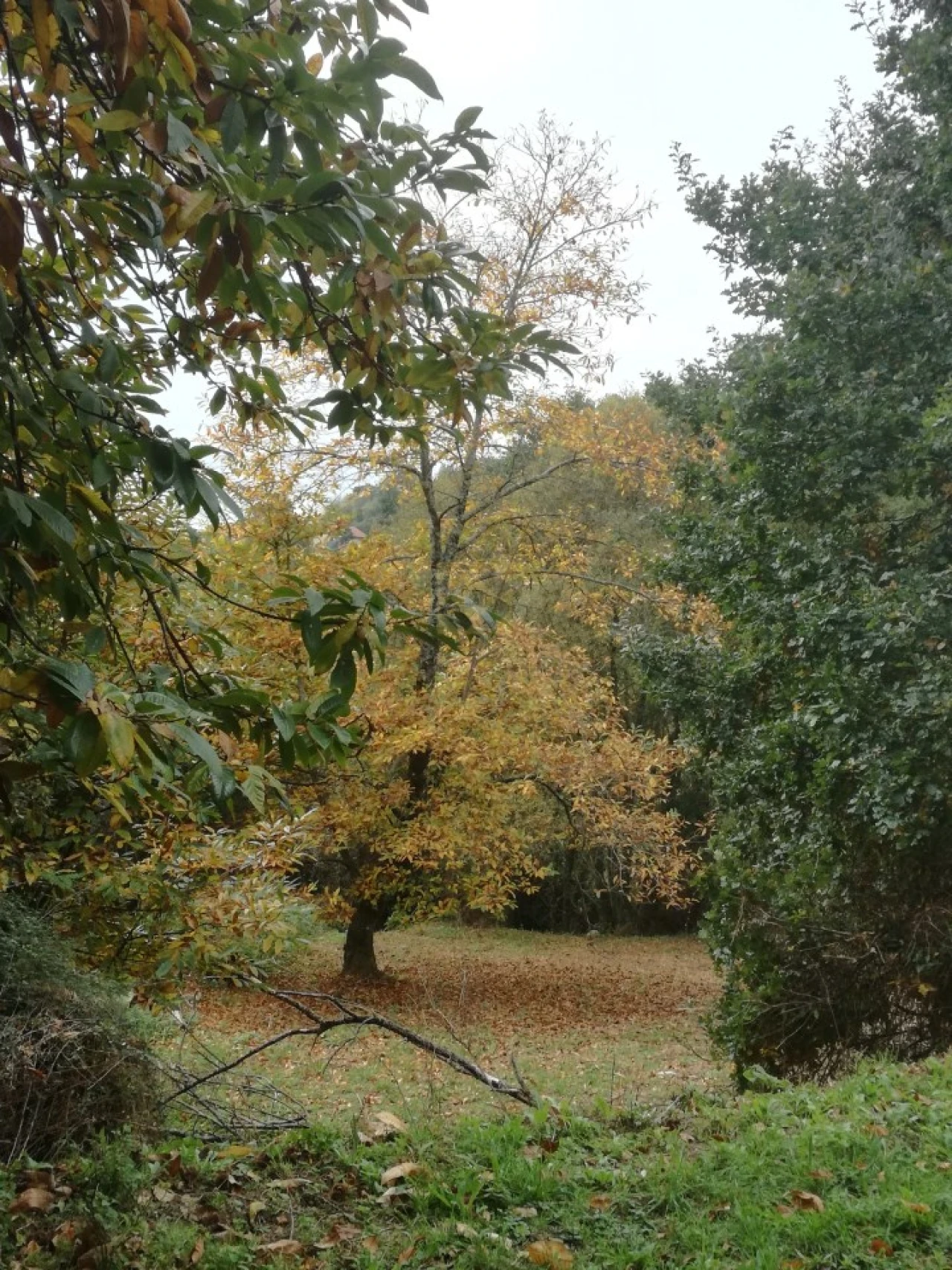 Quinta T3 para Venda em Ribeira do Neiva Foto 40