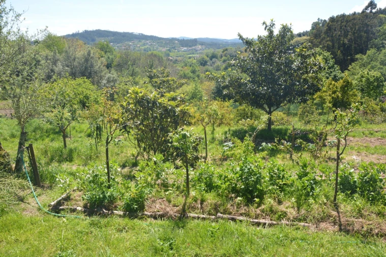 Quinta T3 para Venda em Ribeira do Neiva Foto 29