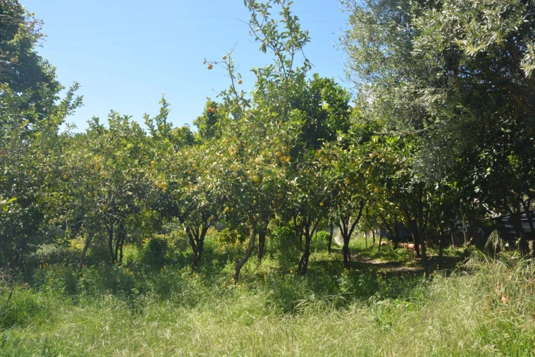 Quinta T3 para Venda em Ribeira do Neiva Foto 33