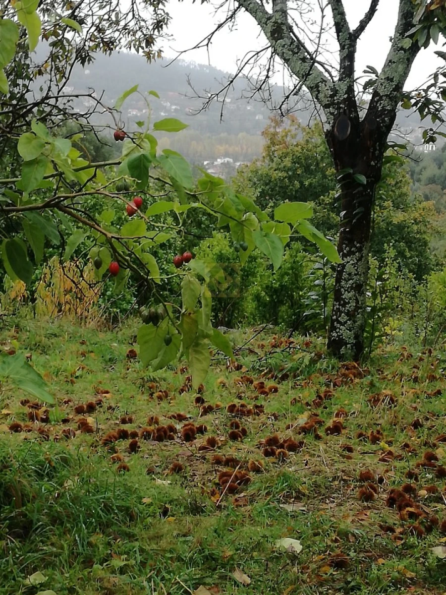 Quinta T3 para Venda em Ribeira do Neiva Foto 36