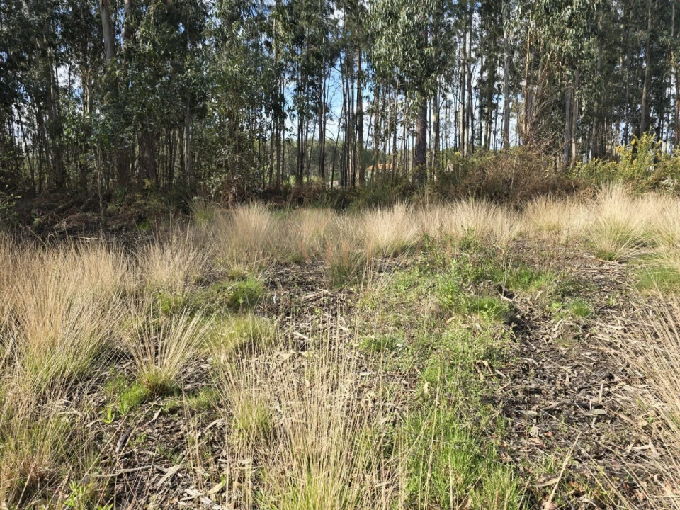 Terreno para Venda em São Julião e Silva Foto 3