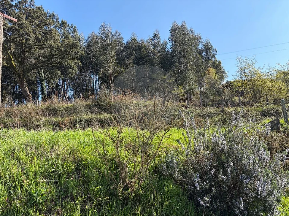Terreno para Venda em São Pedro de Castelões Foto 5