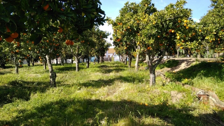 Moradia T2 para Venda em Carregueira Foto 33