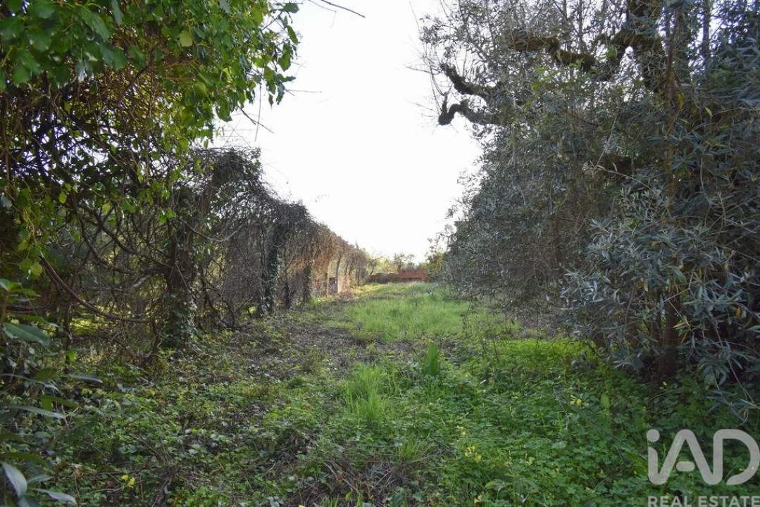 Terreno para Venda em São Miguel, Santa Eufémia e Rabaçal Foto 26