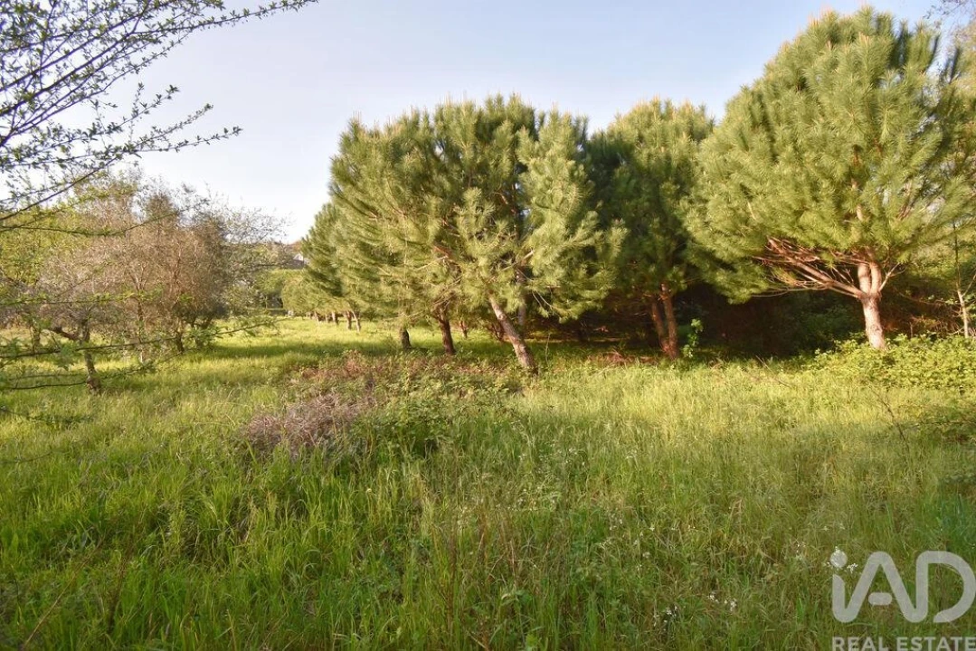 Terreno para Venda em São Miguel, Santa Eufémia e Rabaçal Foto 22