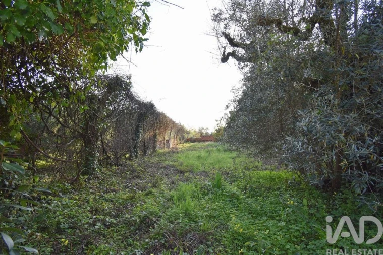Terreno para Venda em São Miguel, Santa Eufémia e Rabaçal Foto 26