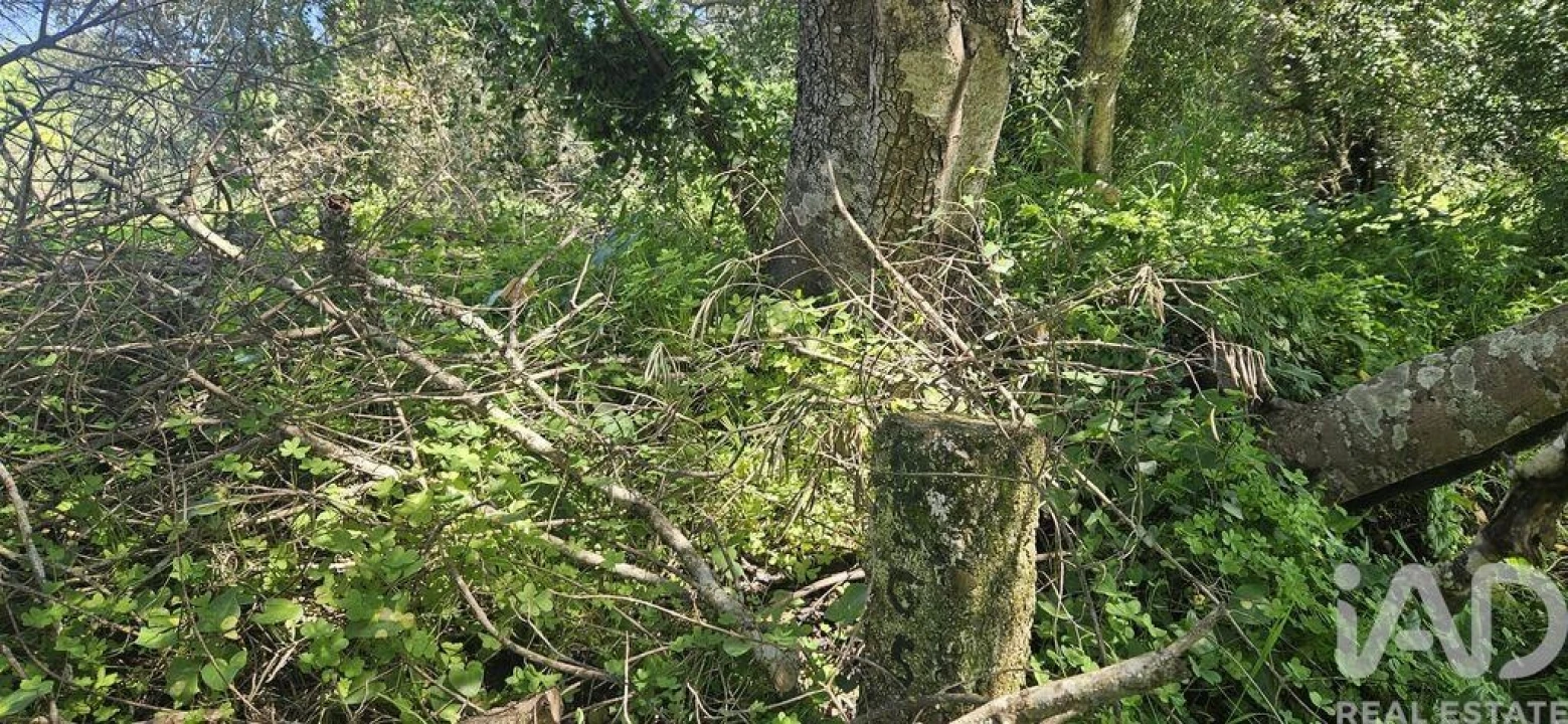Terreno para Venda em Querença, Tôr e Benafim Foto 12