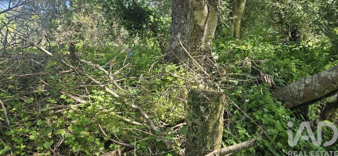 Terreno para Venda em Querença, Tôr e Benafim Foto 12
