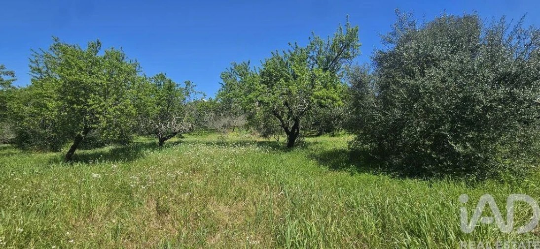 Terreno para Venda em Querença, Tôr e Benafim Foto 10