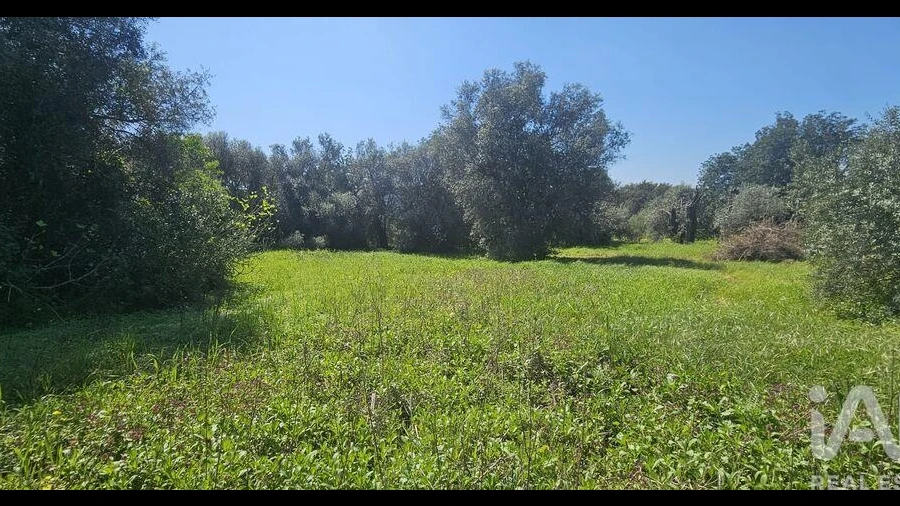 Terreno para Venda em Querença, Tôr e Benafim