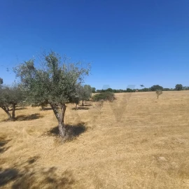 Terreno para Venda em Gafete