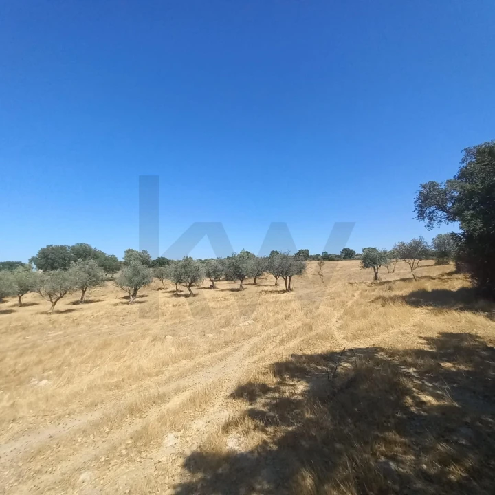 Terreno para Venda em Gafete Foto 16