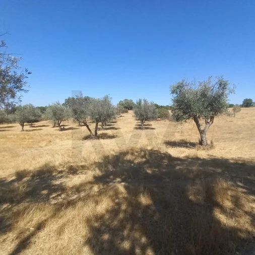 Terreno para Venda em Gafete Foto 12