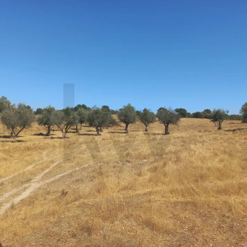 Terreno para Venda em Gafete Foto 18