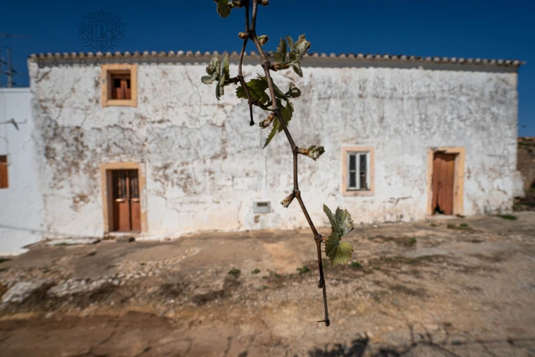 Terreno para Venda em Pechão Foto 8