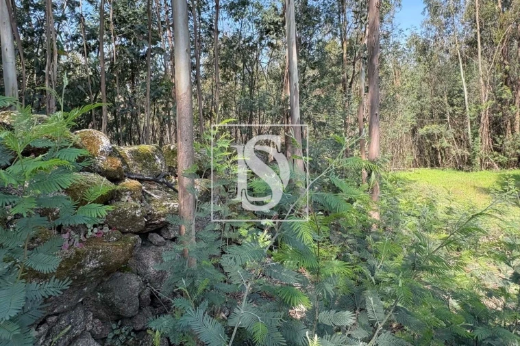 Terreno para Venda em Tondela e Nandufe Foto 13