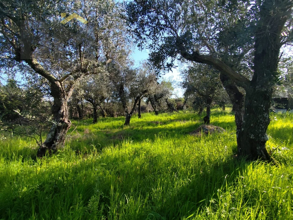 Terreno Agricola ou Rústico para Venda em Póvoa de Rio de Moinhos e Cafede Foto 9