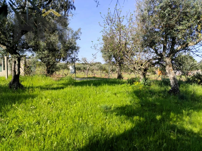 Terreno Agricola ou Rústico para Venda em Póvoa de Rio de Moinhos e Cafede Foto 4