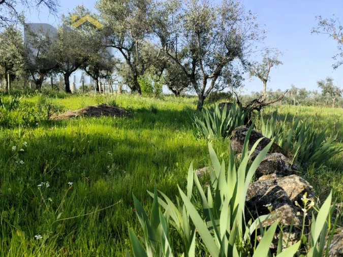 Terreno Agricola ou Rústico para Venda em Póvoa de Rio de Moinhos e Cafede Foto 5