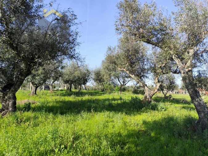 Terreno Agricola ou Rústico para Venda em Póvoa de Rio de Moinhos e Cafede Foto 7